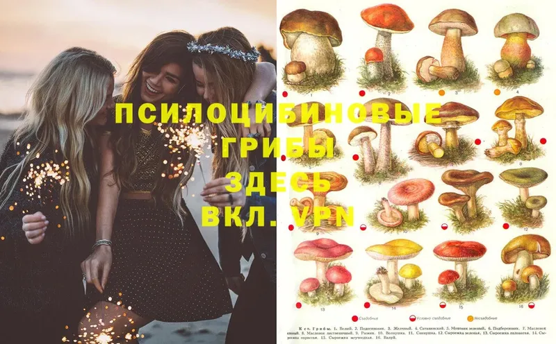 Галлюциногенные грибы Psilocybe Лениногорск